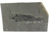 Devonian Lobe-Finned Fish (Osteolepis) - Scotland #177076-1